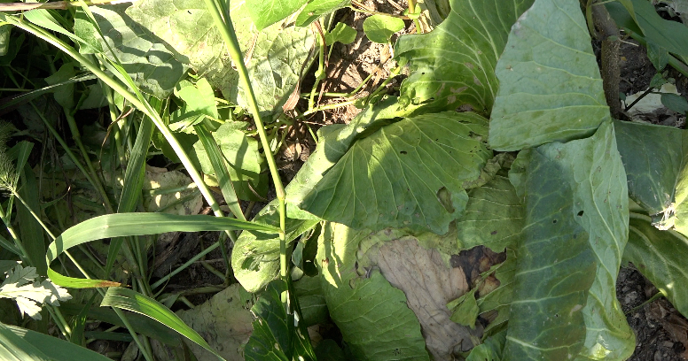 スクリーンショット 2016-09-04 18.06.07