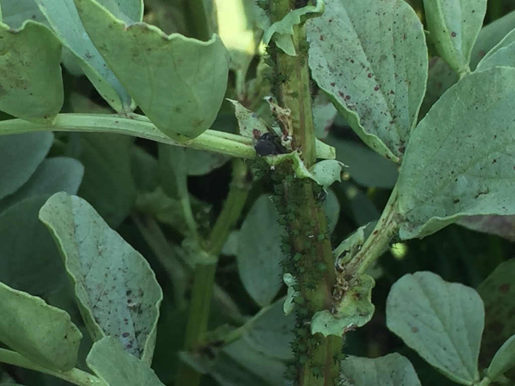 そら豆の害虫と病気 失敗しないための一寸蚕豆の育て方 | すけたろうの雑記帳